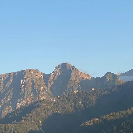 Zolty كوشتيليسكا