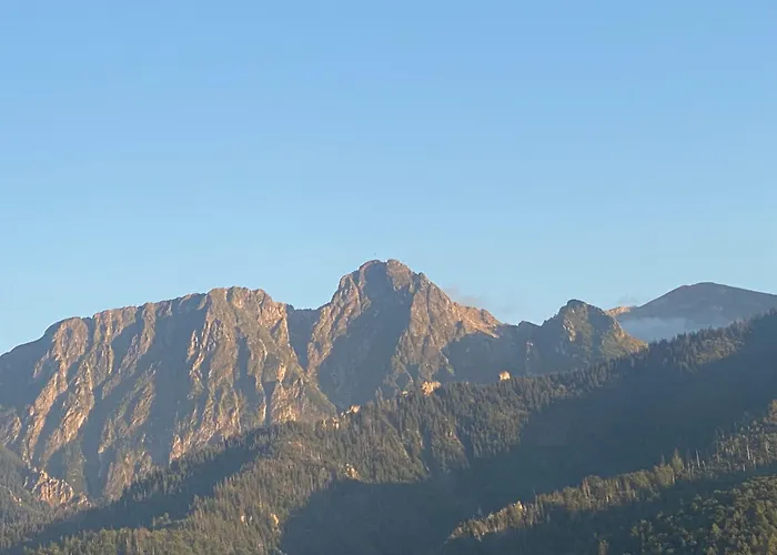 Zolty كوشتيليسكا